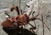 Leptoglossus occidentalis